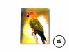 Carnetel 3D Papagali , z5 - imagine 7