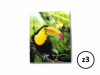 Carnetel 3D Papagali - imagine 5