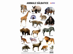 Plansa Animalele salbatice din lume A4 - New