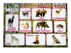 Plansa Animalele Salbatice din Romania A3
